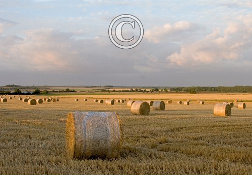 Round Staw Bales DMOO57